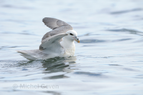 Noordse Stormvogel; Fulmar; Fulmarus glacialis;