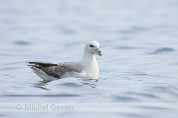 Noordse Stormvogel; Fulmar; Fulmarus glacialis;