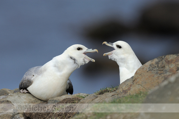 Noordse Stormvogel; Fulmar; Fulmarus glacialis;