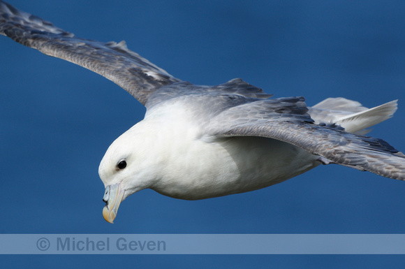 Noordse Stormvogel; Fulmar; Fulmarus glacialis;