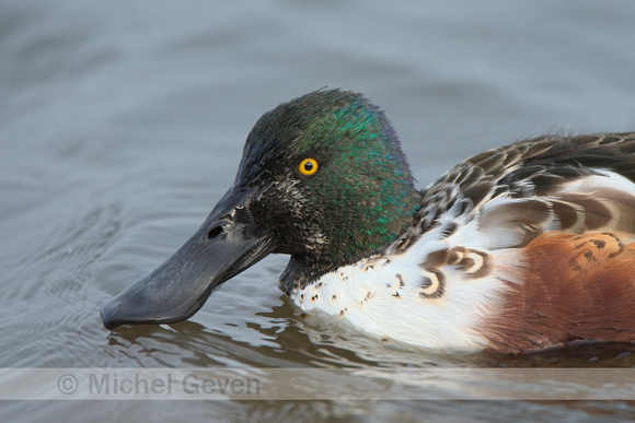 Slobeend; Northern shoveler; Anas clypeata;