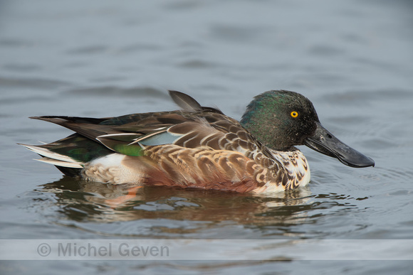 Slobeend; Northern shoveler; Anas clypeata;