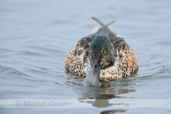 Slobeend; Northern shoveler; Anas clypeata;