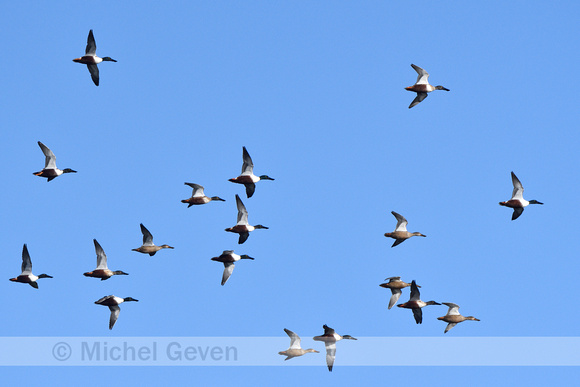 Slobeend; Northern Shoveler; Spatula clypeata