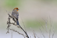 Mexicaanse Roodmus; North American House finch; Carpodacus mexic