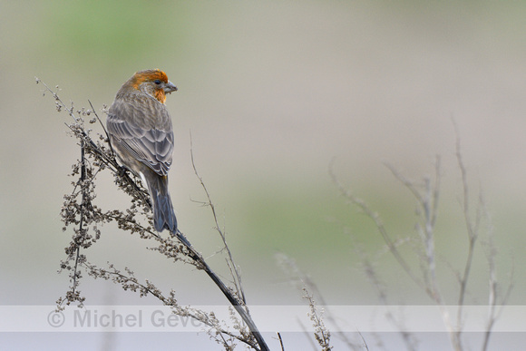 Mexicaanse Roodmus; North American House finch; Carpodacus mexic