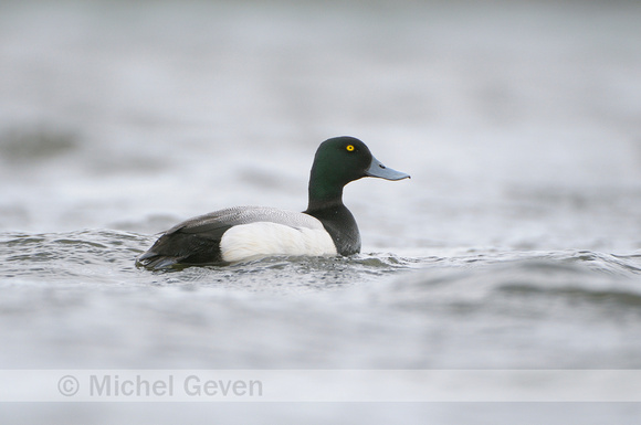 Toppereend; Scaup; Aythya marila