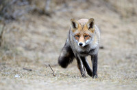 Vos;fox;vulpes vulpes;red fox