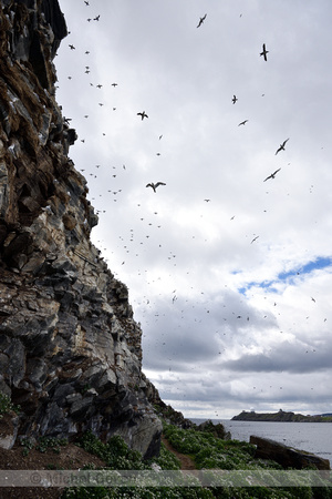 Zeekoet; Common Guillemot; Uria aalge