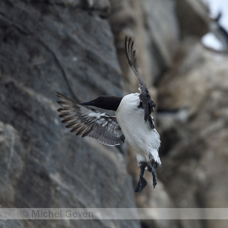 Zeekoet; Common Guillemot; Uria aalge