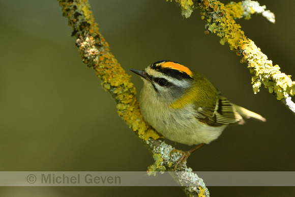 Vuurgoudhaantje; Firecrest; Egulus ignicapilla