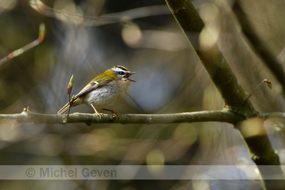 Vuurgoudhaan; Firecrest; Regulus ignicapilla