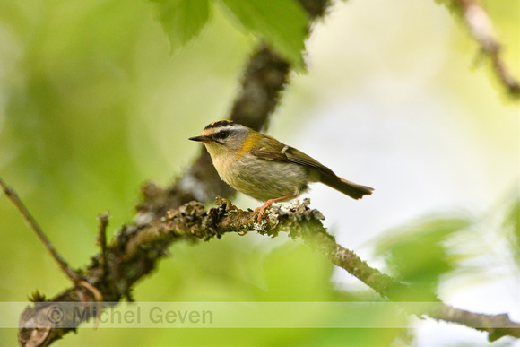 Vuurgoudhaantje; Firecrest; Egulus ignicapilla