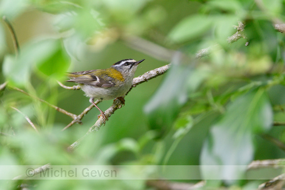 Vuurgoudhaantje; Firecrest; Egulus ignicapilla