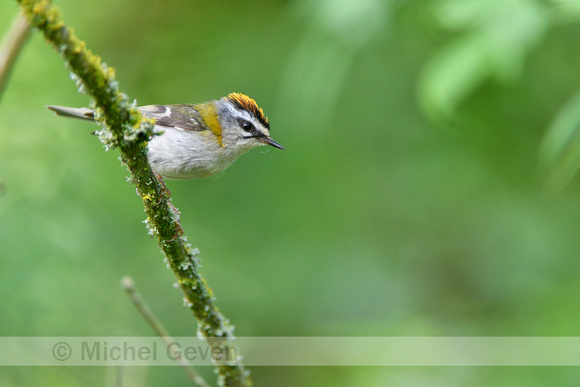 Vuurgoudhaantje; Firecrest; Egulus ignicapilla