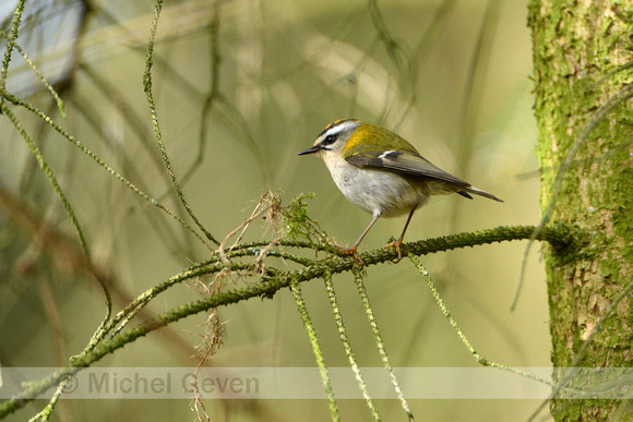 Vuurgoudhaan; Firecrest; Regulus ignicapilla