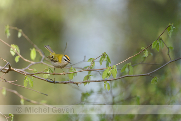 Vuurgoudhaan; Common Firecrest; Regulus ignicapilla