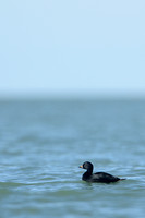 Zwarte Zee‘end; Common Scoter; Melanitta nigra