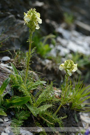 Long-beaked Yellow-lousewort; Pedicularis tuberosa