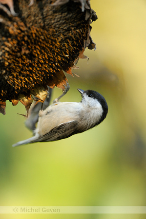 Glanskop;Marsh Tit;Parus palustris