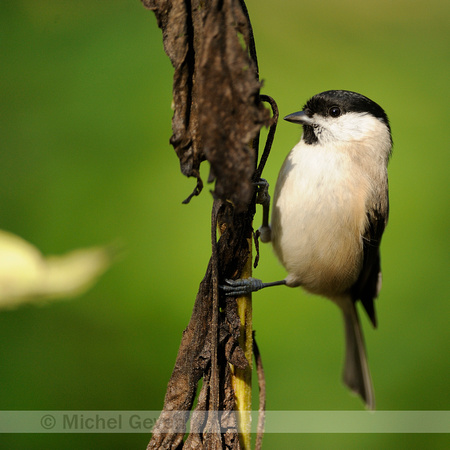 Glanskop;Marsh Tit;Parus palustris