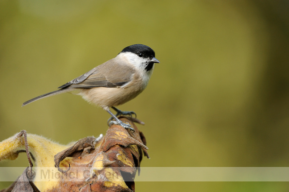 Glanskop;Marsh Tit;Parus palustris