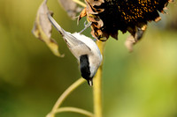 Glanskop;Marsh Tit;Parus palustris