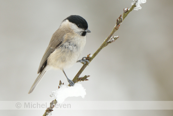 Glanskop; Marsh Tit; Poecile palustris