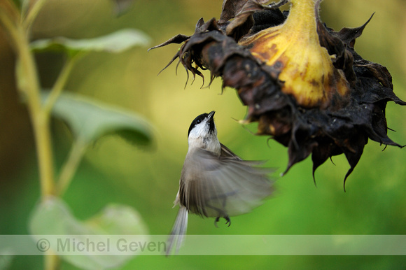 Glanskop;Marsh Tit;Parus palustris