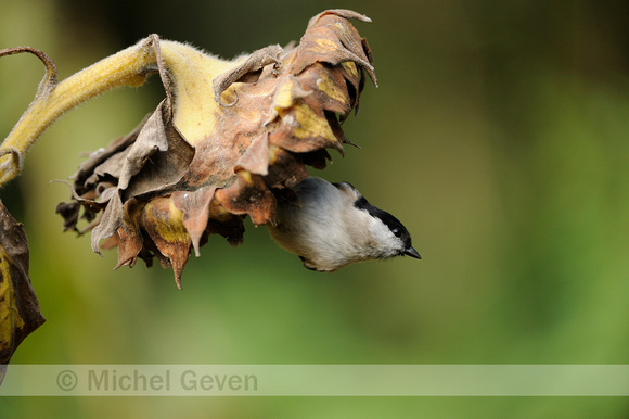 Glanskop;Marsh Tit;Parus palustris