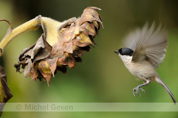 Glanskop;Marsh Tit;Parus palustris