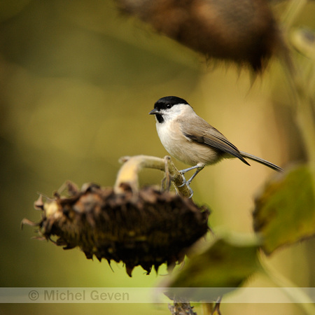 Glanskop;Marsh Tit;Parus palustris