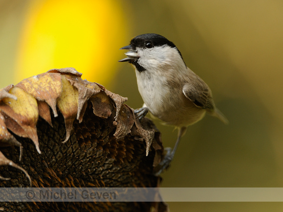 Glanskop;Marsh Tit;Parus palustris