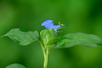 Jio; Commelina benghalensis