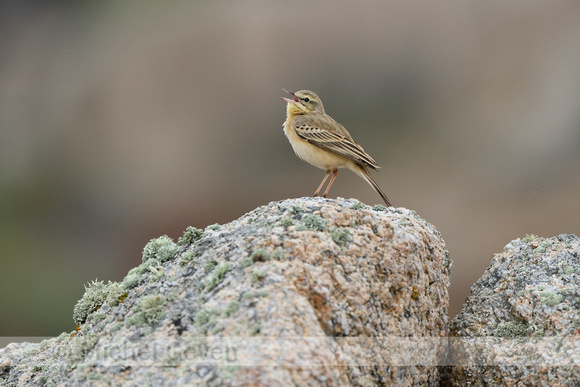 Duinpieper; Tawny pipit; Anthus campestris