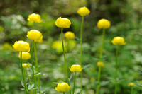 Europese Trollius - Globe-flower -  Trollius europaeus