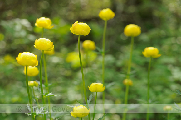 Europese Trollius; Trollius europaeus; Globe-flower;