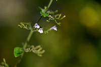 Bergsteentijm; Wood Calamint; Clinopodium menthifolium