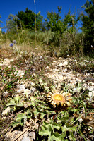 Carlina acanthifolia