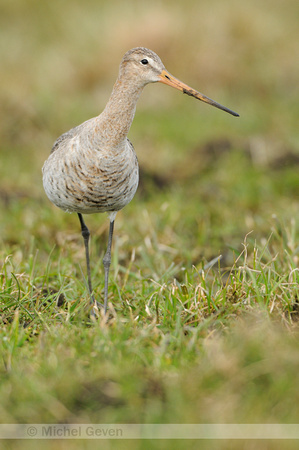 Grutto; Black-tailed Godwit; Limos limosa