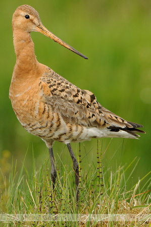 IJslandse Grutto; Black-tailed Godwit; Limosa limosa