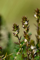 Irish Eyebright; Euphrasia salisburgensis