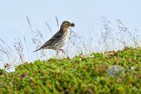 Roodkeelpieper; Red-throated Pipit; Anthus cervinus
