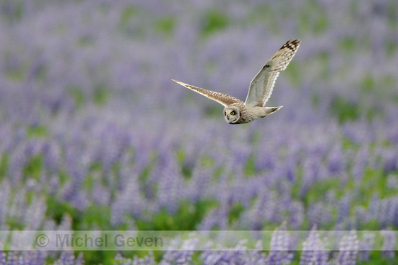 Velduil; Short-eared Owl; Asio flammeus