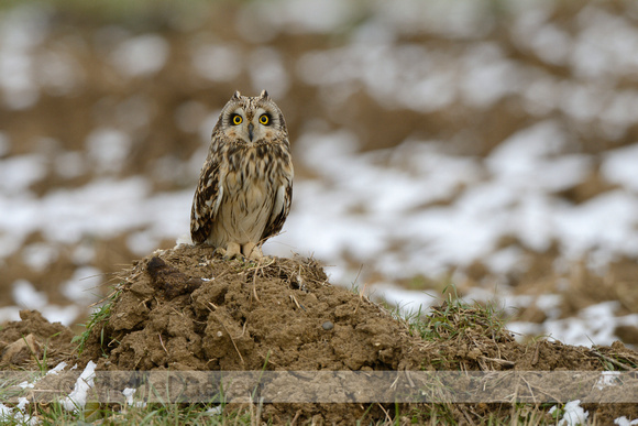 Velduil; Short-eared Owl; Asio flammeus;