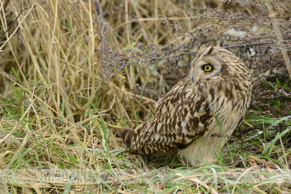 Velduil; Short-eared Owl; Asio flammeus;