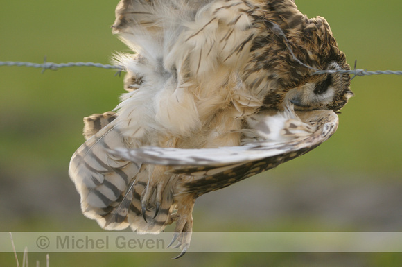 Velduil; Short-eared Owl; Asio flammeus