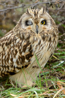 Velduil; Short-eared Owl; Asio flammeus;