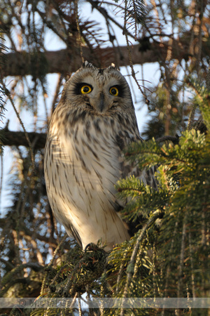 Velduil; Short-eared Owl; Asio flammeus