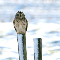 Velduil; Short-eared Owl; Asio flammeus